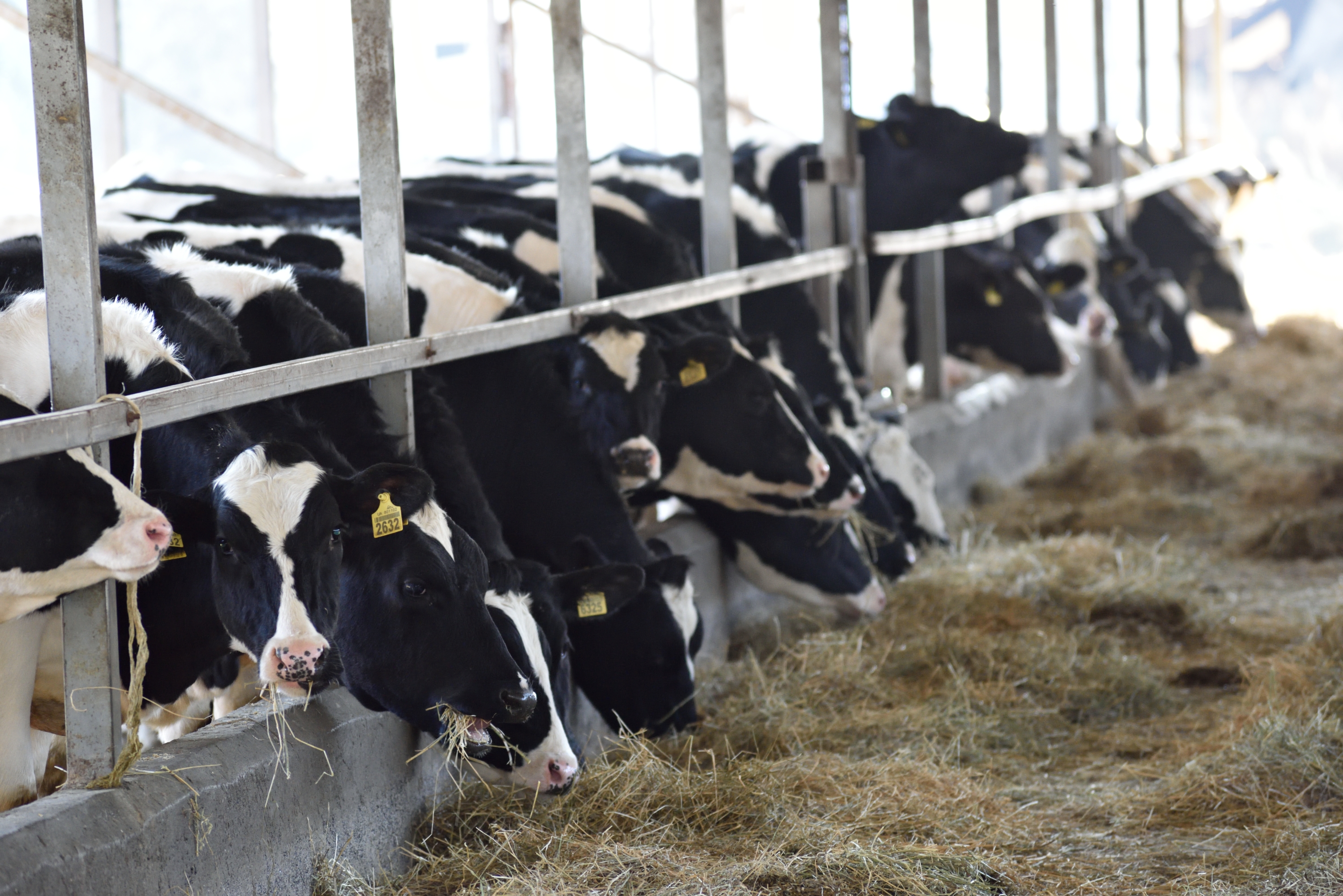 UPI-AGRO Company develops heifers' sales 