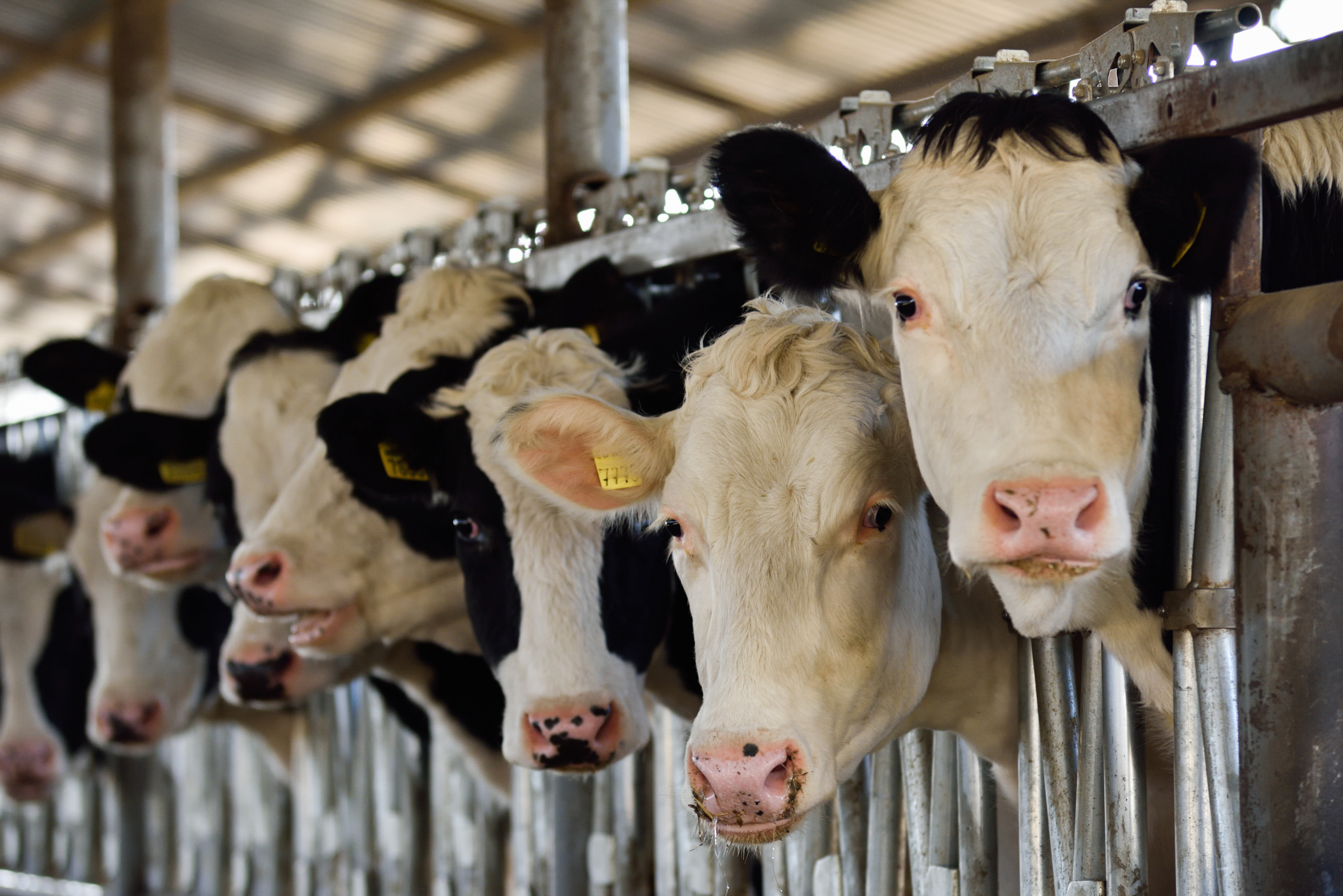 UKRPROMINVEST-AGRO reported results of its dairy segment and livestock production
