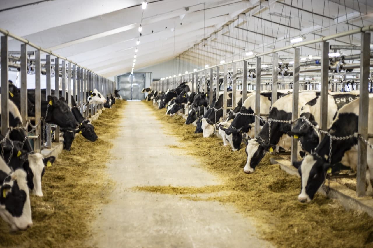 UKRPROMINVEST-AGRO reported results of livestock breeding production in 2020 