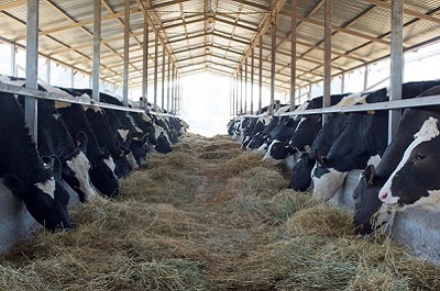 Cattle farming production